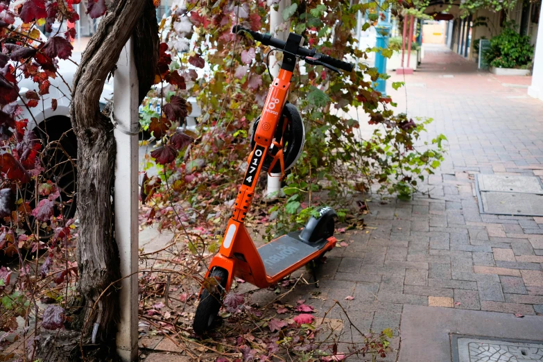 a scooter that is parked beside a tree