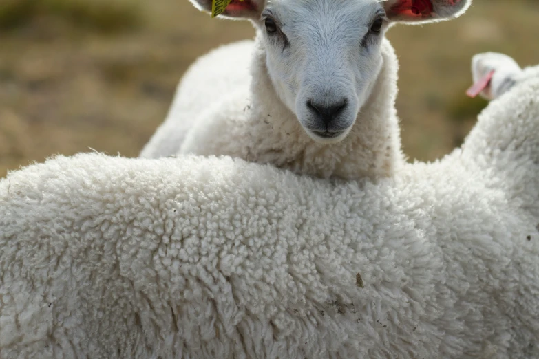 a white sheep wearing a leaf on its head