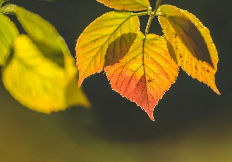 a close - up view of some colorful leaves