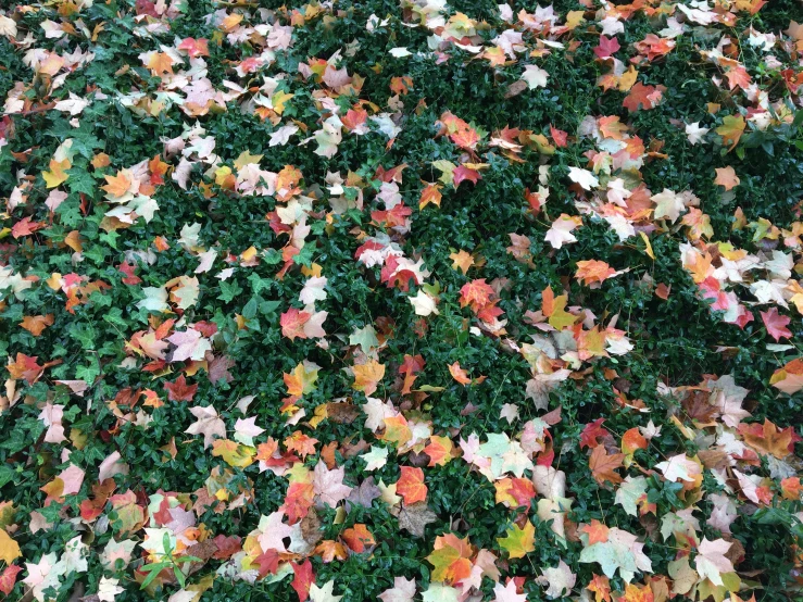 large group of colorful leaves are covering a street