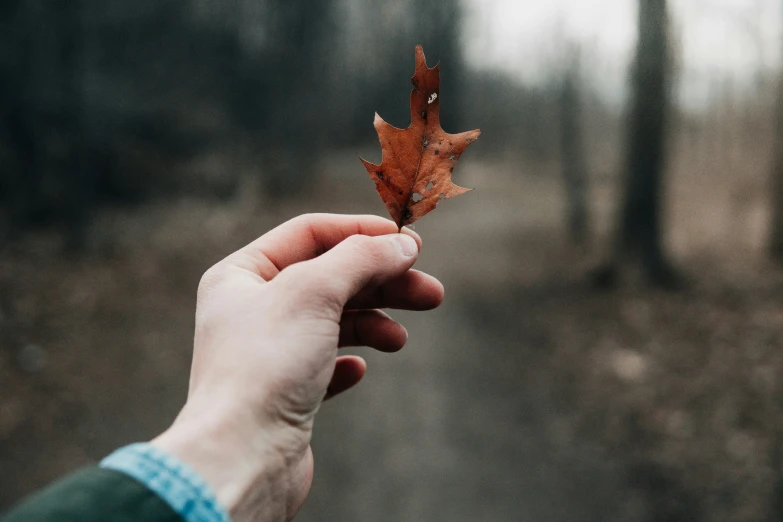 a hand is holding an orange leaf in the woods