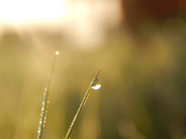 water droplets that are hanging off of a plant