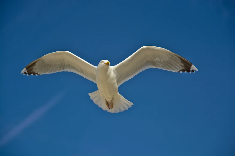 a white bird with black wings flying through the blue sky