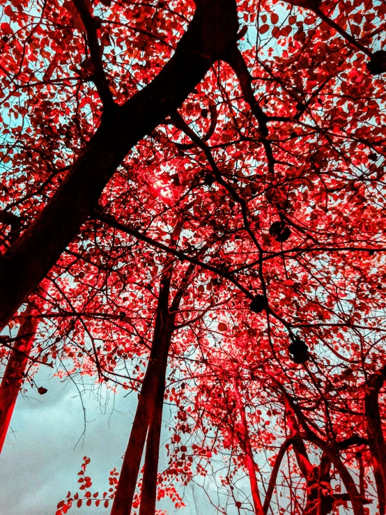 bright red tree leaves against a cloudy sky