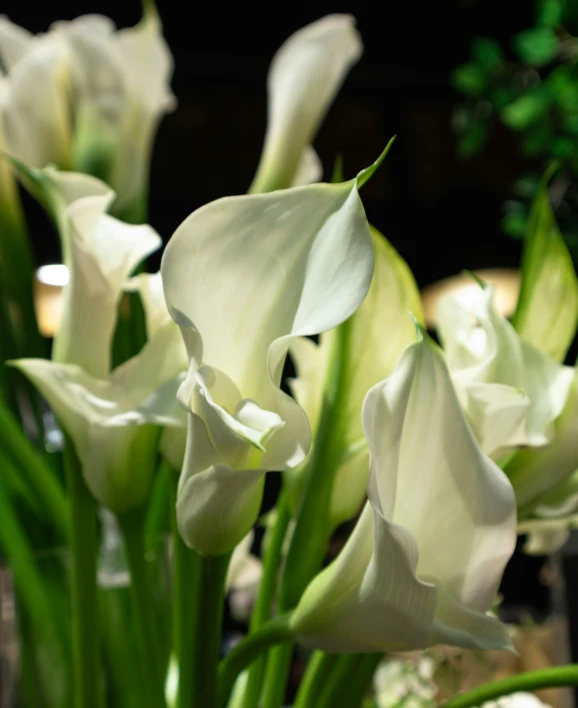 a bunch of flowers with some leaves on them