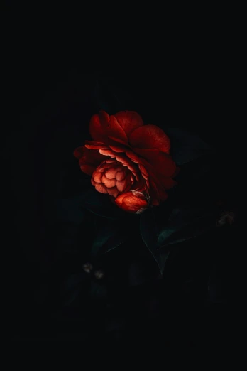 dark red flowers lit up in the dark