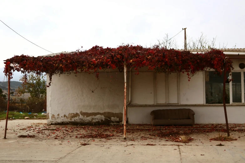 vines are on the roof of a house