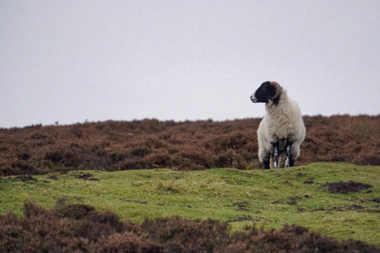 a sheep standing on top of a grass covered field