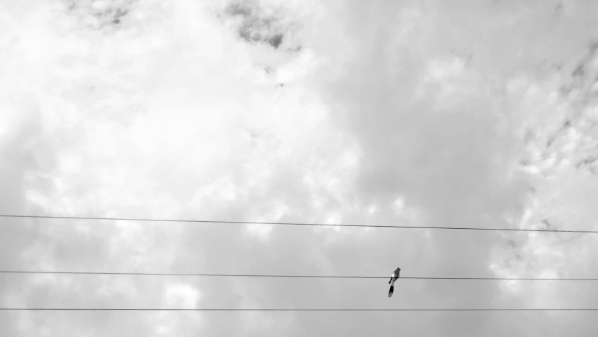 a bird perched on top of a telephone pole