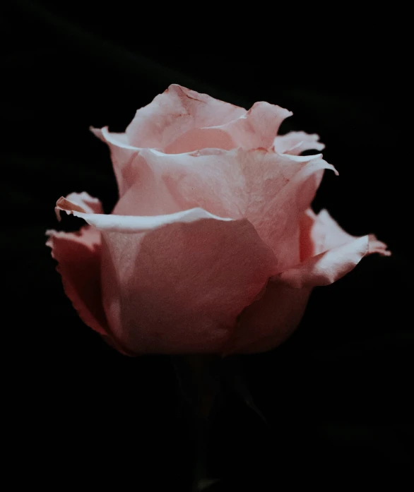 close up of single pink rose flower against black background