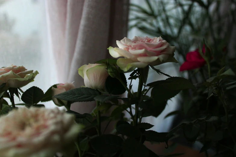 a vase filled with roses sitting in front of a window