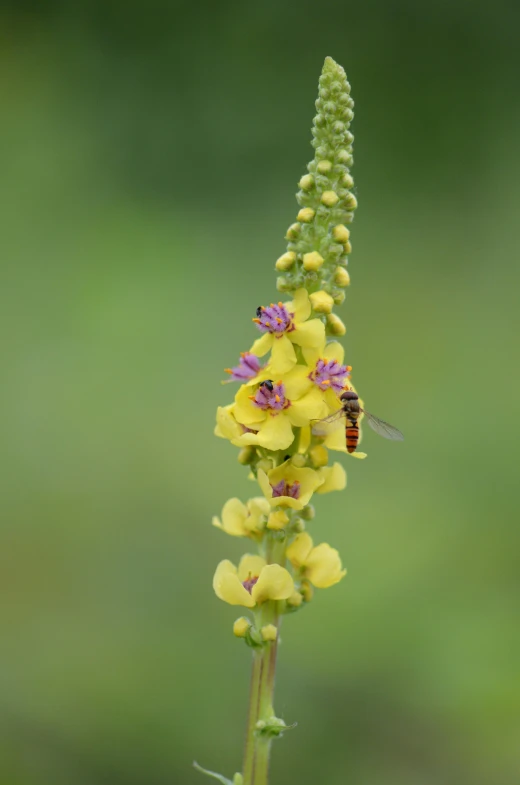 an image of some yellow flowers with a bee