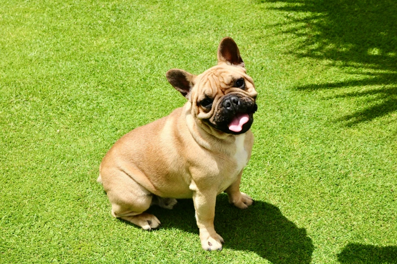 a dog sits on a grassy area looking up