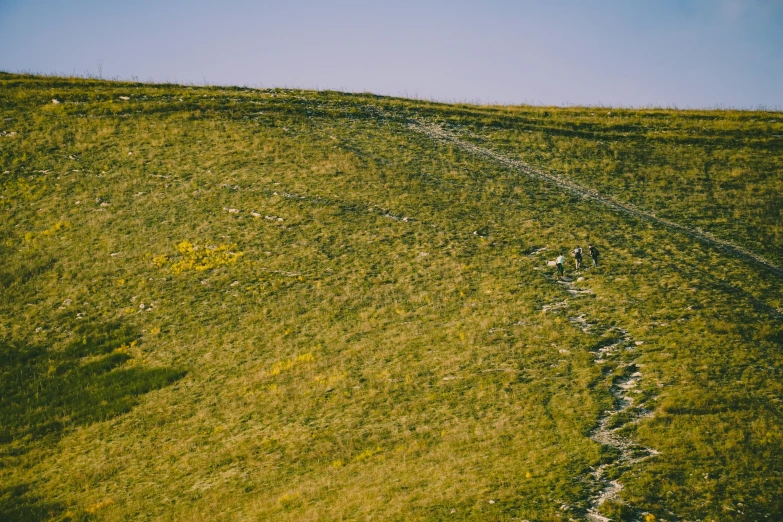 a man hiking up a grassy hill with yellow flowers