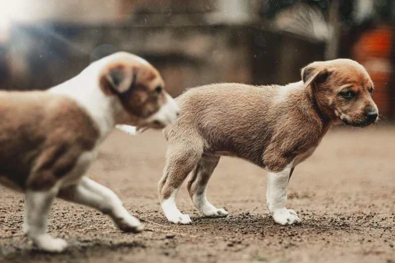 two puppies walking on the road together