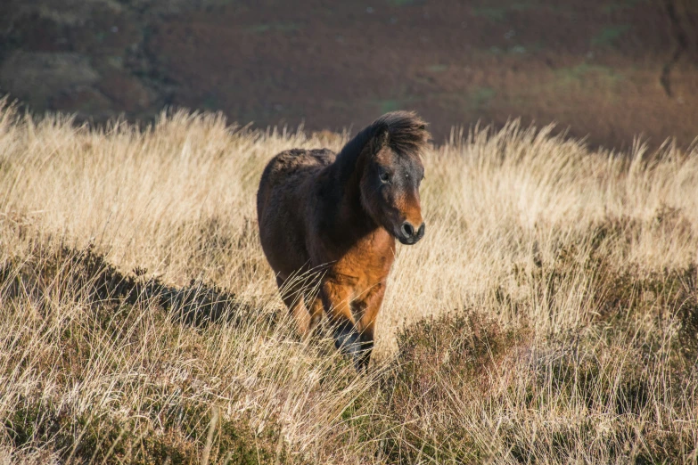 a small horse walking through tall grass in the wild