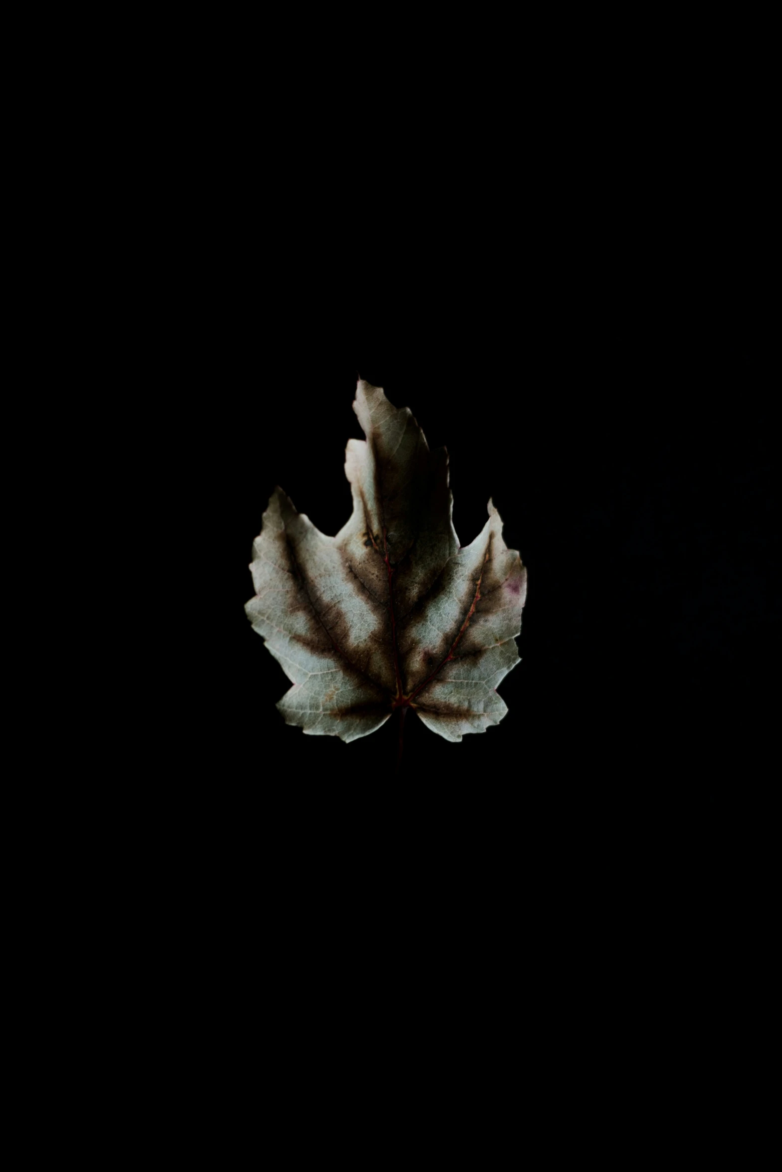 a dark background with a single leaf that is shining in the darkness