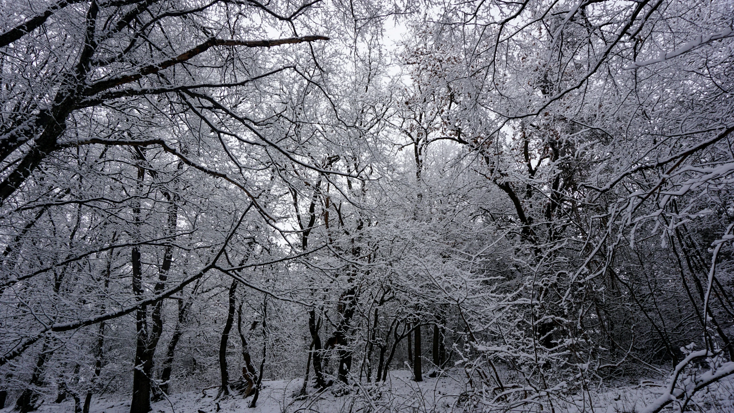 an image of a road going through the woods