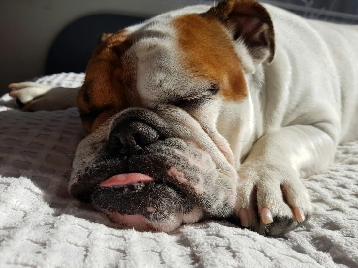 an english bulldog sleeping on top of a bed