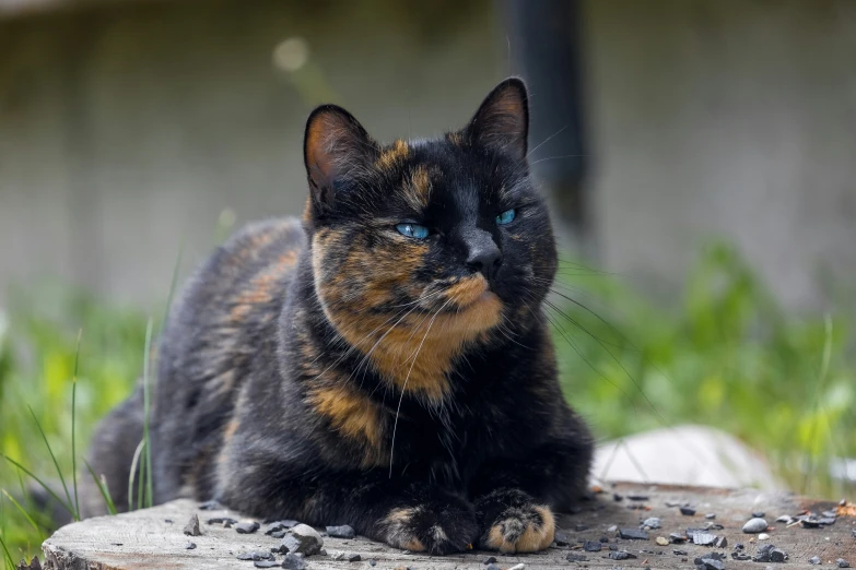 a black and tan cat sits on a rock