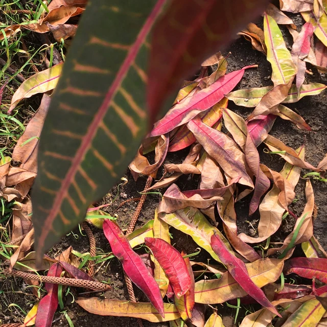 a red and green leaves on the ground