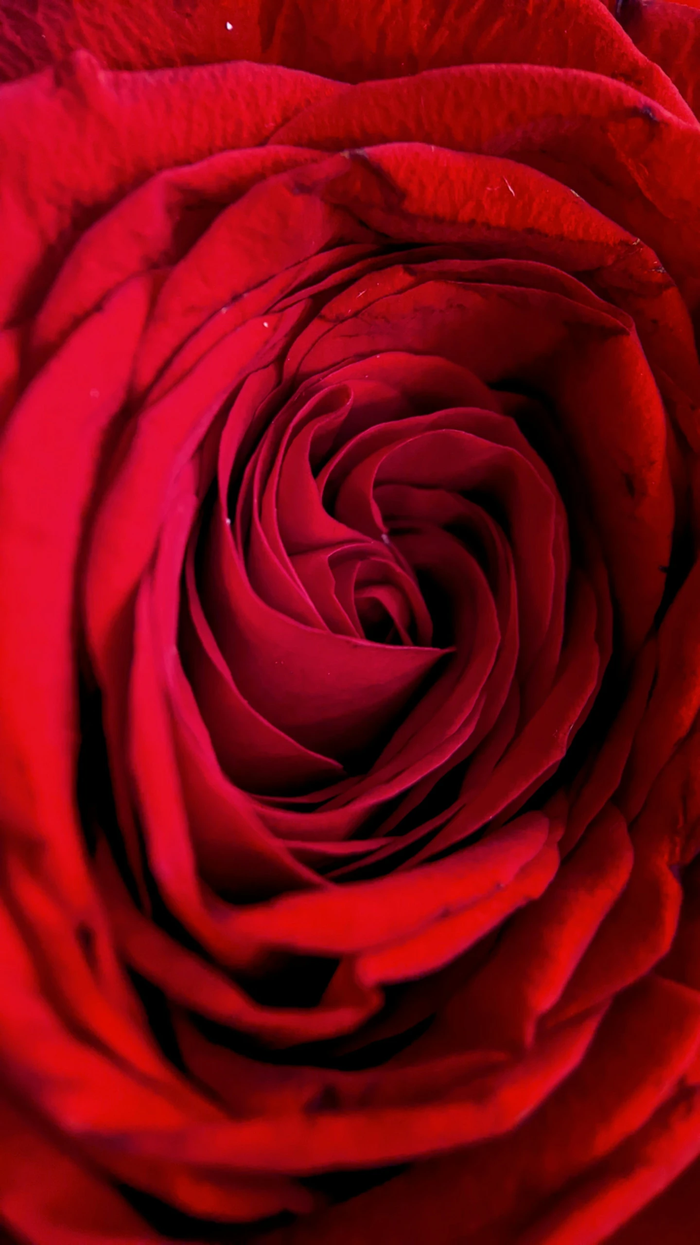 the bottom half of a red rose that is close up