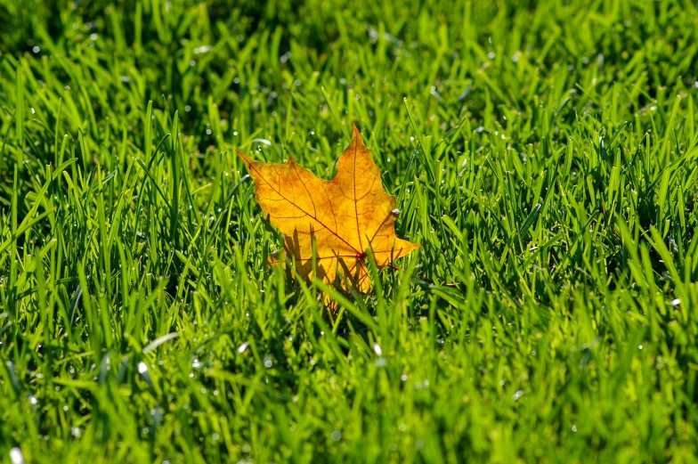 a single leaf sitting in the grass by itself