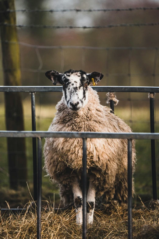 a white sheep is standing on some straw behind the fence