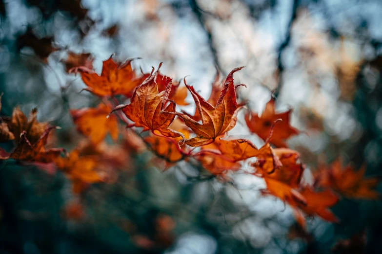 red autumn leaves blowing in the wind