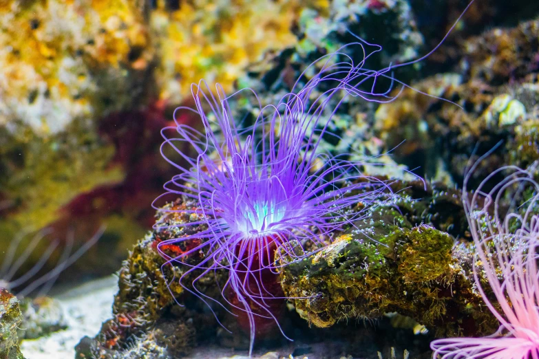 purple sea creature in an aquarium tank next to other sea creatures