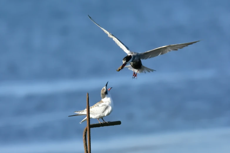 two birds flying above a post on the ocean