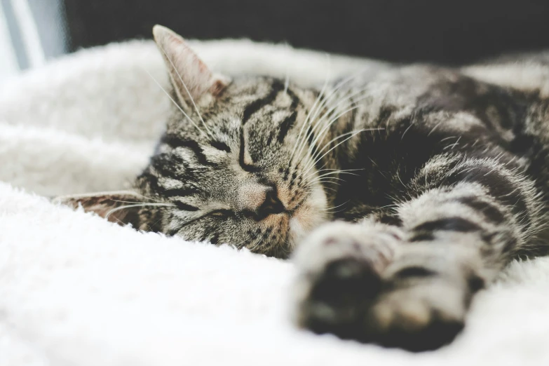 a cat lying down and sleeping on a fluffy white blanket