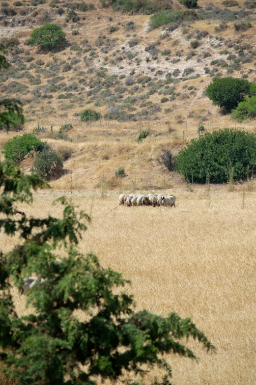 four sheep in a field grazing on grass