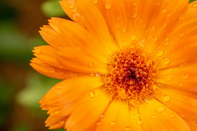 the large yellow flower has dew drops on it