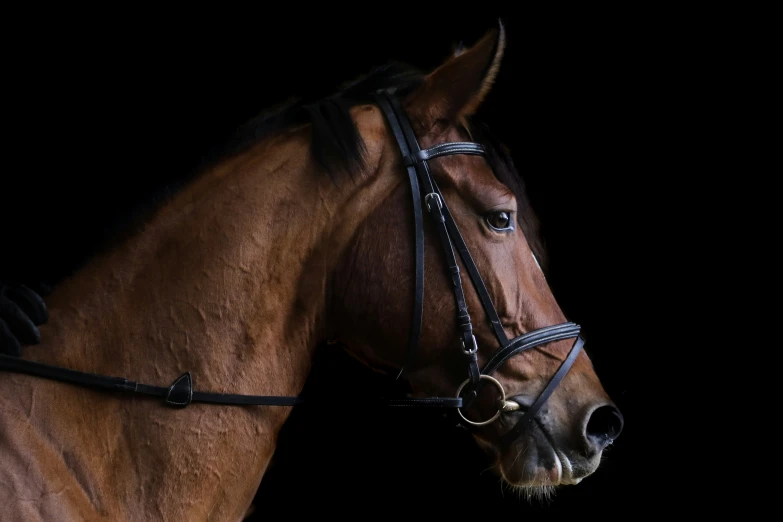 a closeup of the bridle of a brown horse