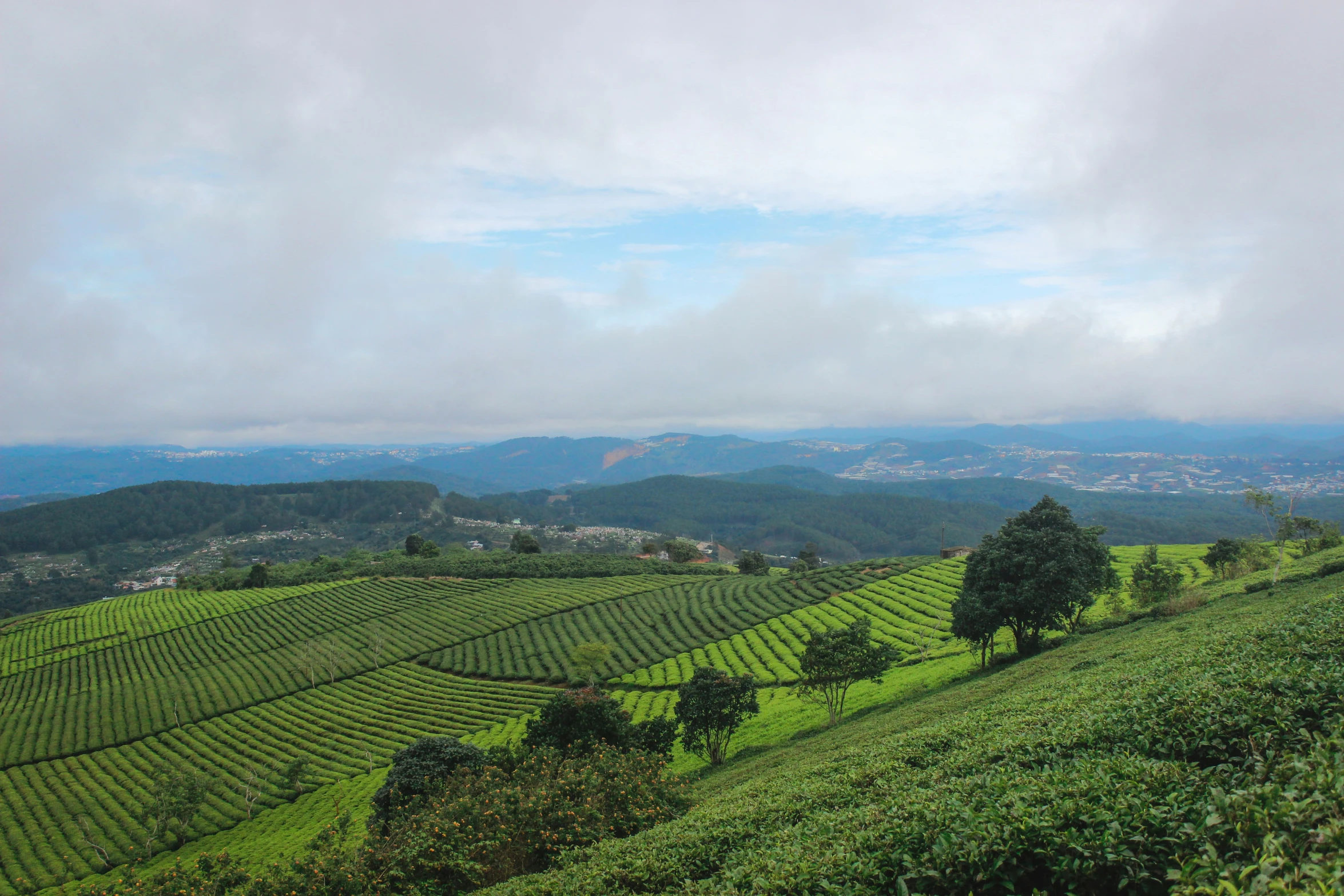 an aerial view of tea bushes on a hill