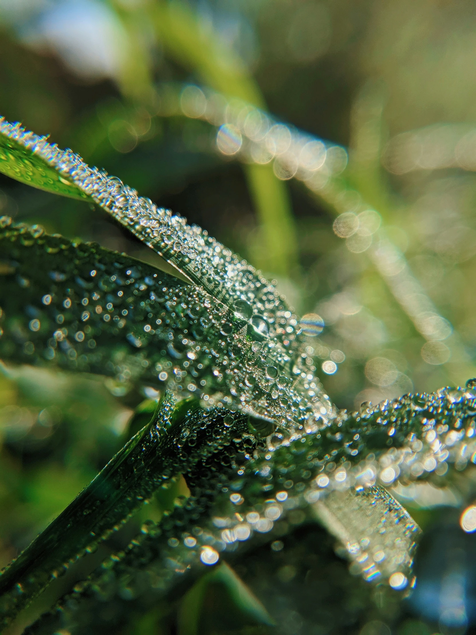 a leaf with water droplets on it in the grass