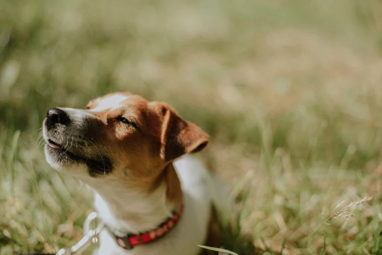 the dog sits on grass with a leash