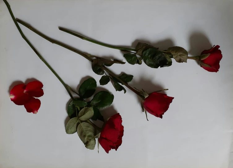 four red roses are laying next to each other