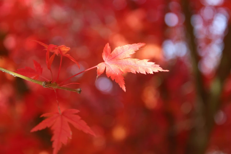 an up - close view of a colorful tree nch