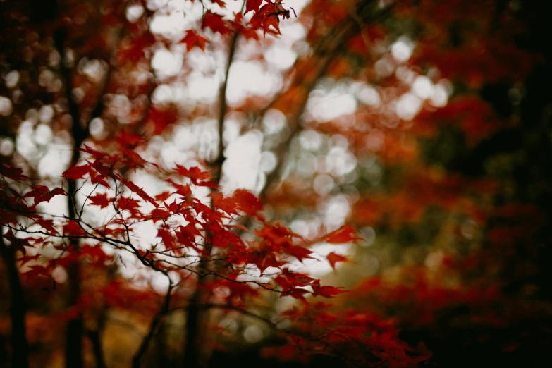 a leafy tree with the background blurred