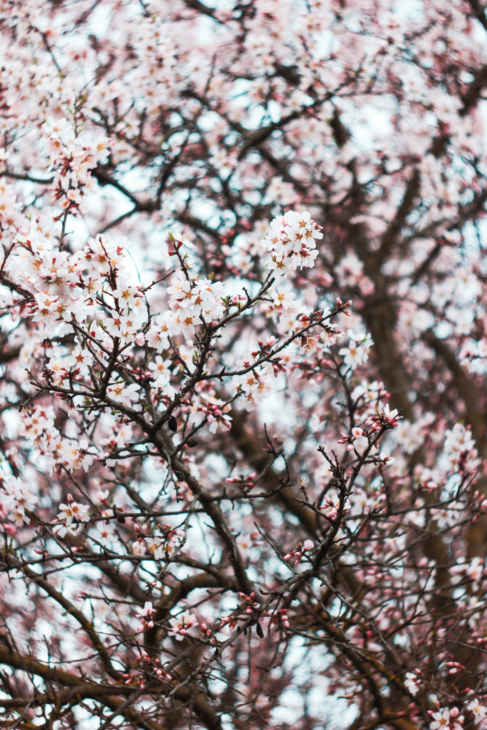 flowers of pinkish colored flowering tree limbs