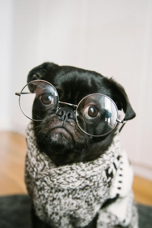 small black dog wearing glasses and a scarf