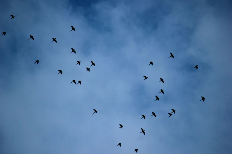 a flock of birds is flying across the sky