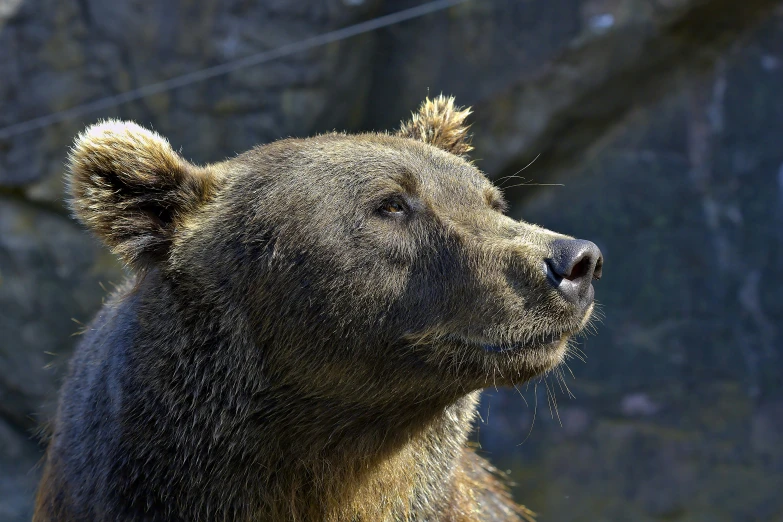 a brown bear staring at soing near his habitat