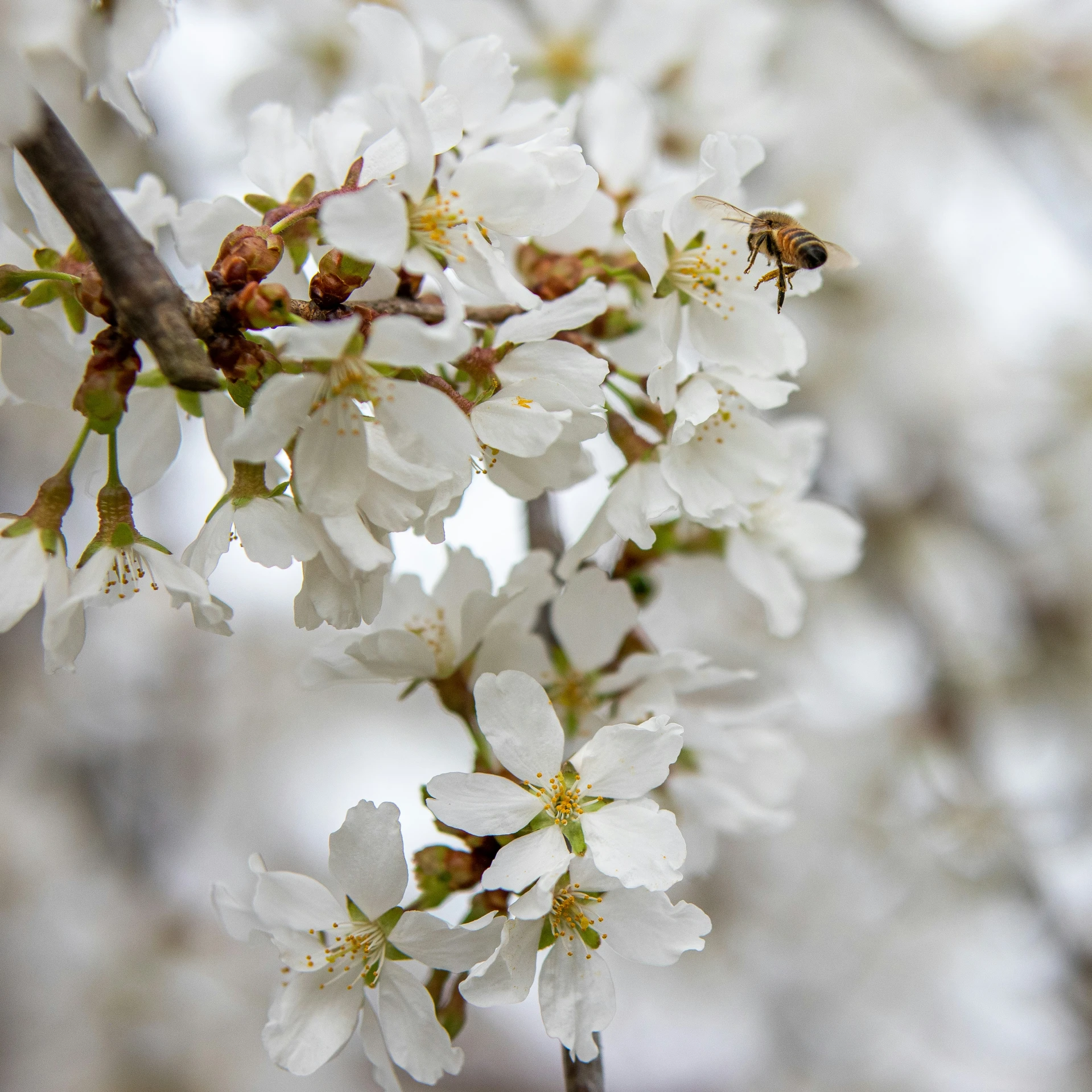 a bunch of white flowers and some very cute bees