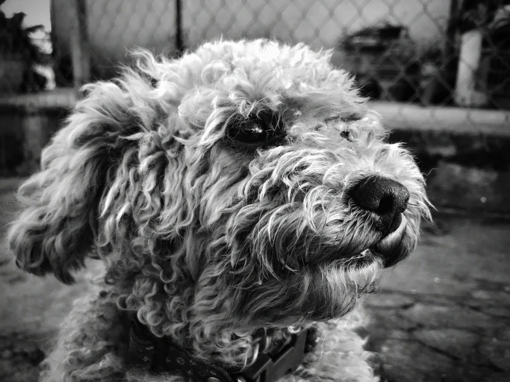 a close up view of a curly haired dog