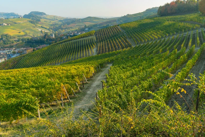 the sun is shining over the vines on this hillside