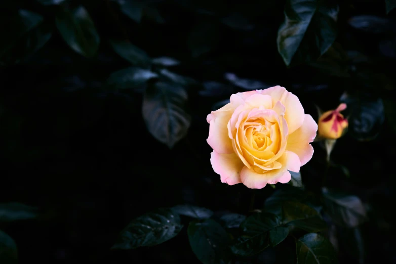 a flower with a few leaves around it