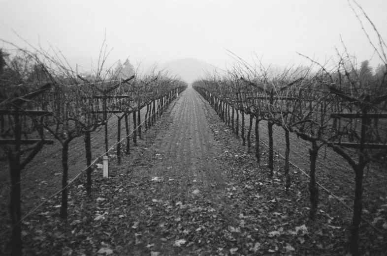 a black and white po of rows of trees in a field